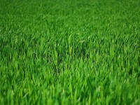 Fertilizer Stinks … But it Keeps your Lawn Green