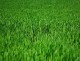 Fertilizer Stinks … But it Keeps your Lawn Green