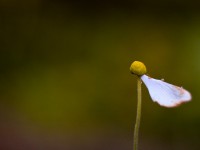 How to be Miserably Unhappy in 10 Simple Steps Sad flower