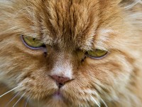 How to Stop the Cycle of Unhappiness (12 steps to a happier you)