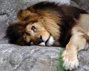 Bored Lion
