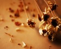 Dead Flowers
