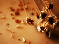 How to Break up with the Nasty Parts of your Life (a breakup letter to yourself) Dead Flowers