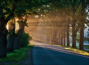 Fill Each Morning with Meaning