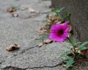 Flower Growing in a Crack