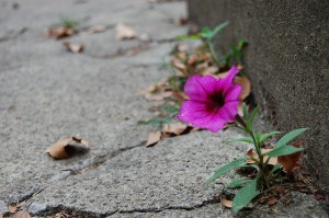 Flower Growing in a Crack
