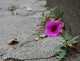 What’s buried in the Rust and Rubble of Your Life? Flower Growing in a Crack