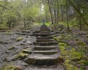 Forest steps