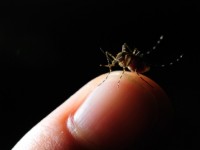 Embrace your Inner Mosquito Mosquito