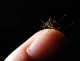 Embrace your Inner Mosquito