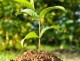 You Have to Do Your Own Growing No Matter How Tall Your Grandfather Was