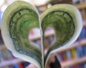 Passion and Profits