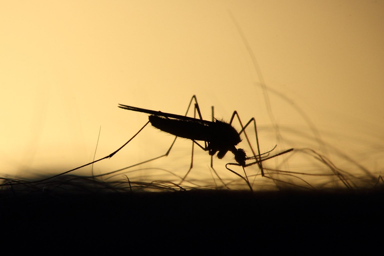 Embrace your Inner Mosquito Meant to be Happy